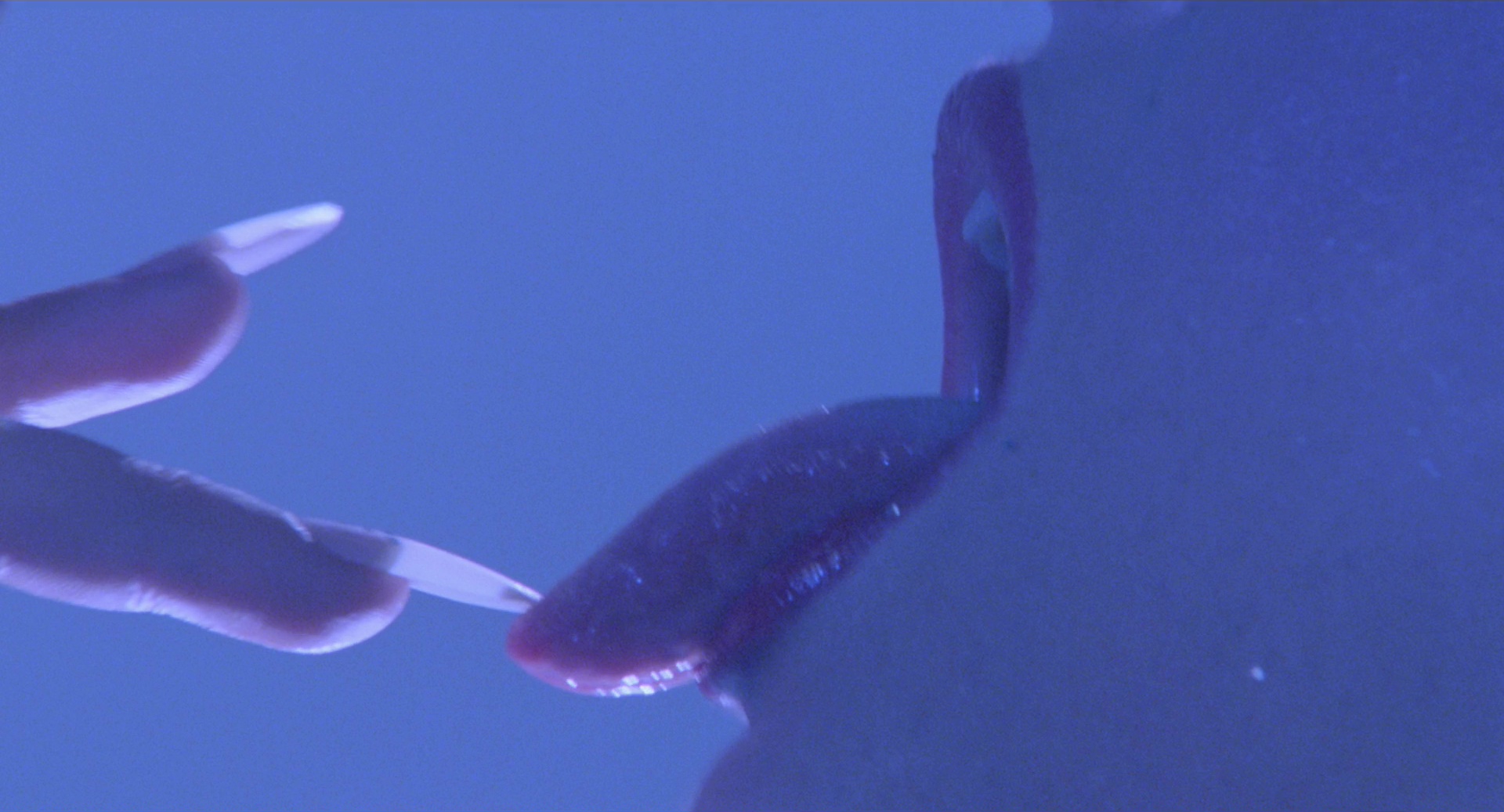 Blue Ice still 2