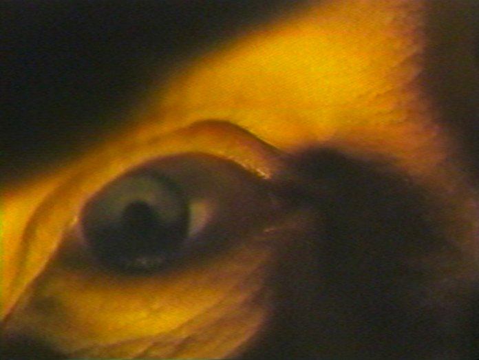 The Scene of the Crime: The Films and Videos of Ken Camp collection header