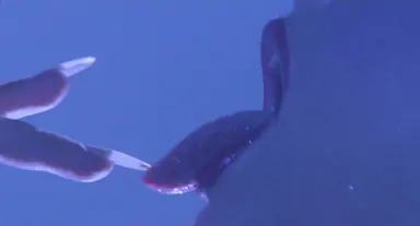 Blue Ice still 2
